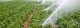 Panorama Agropecuario 04-05-2017